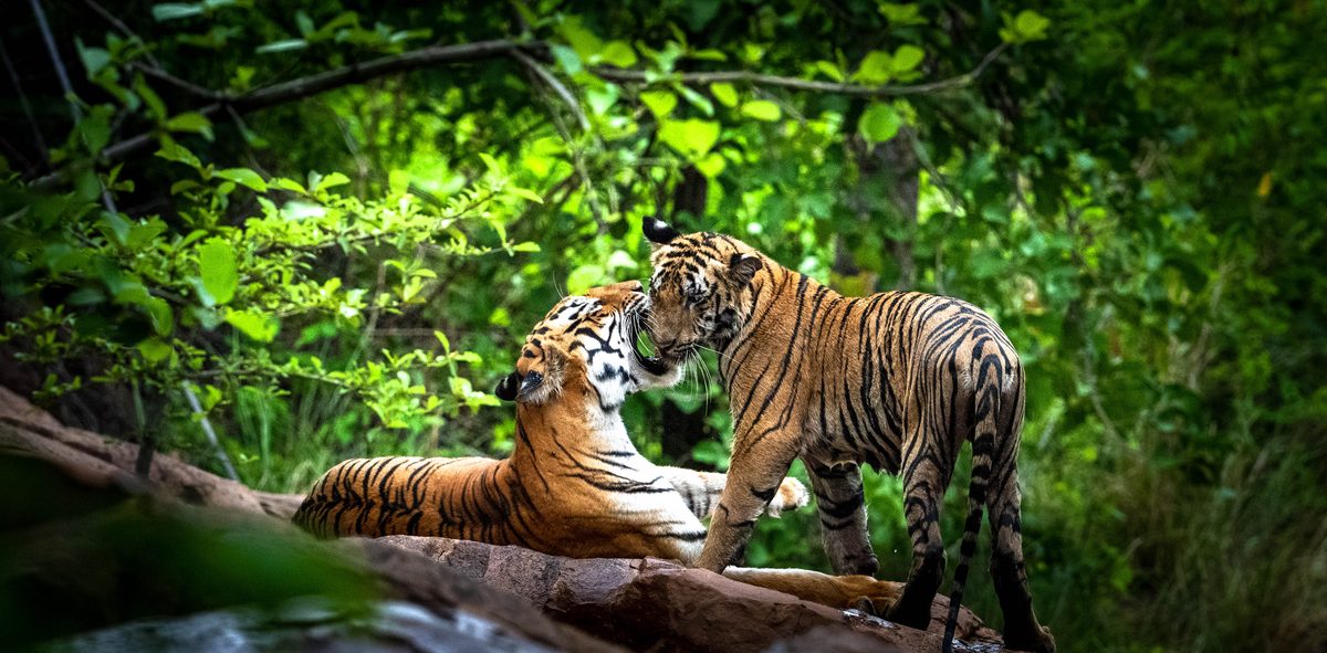 Two tigers together in the forest at Bandhavgarh