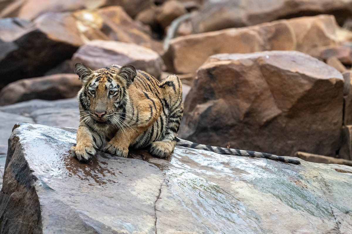 Tiger cub resting on rock at Pench